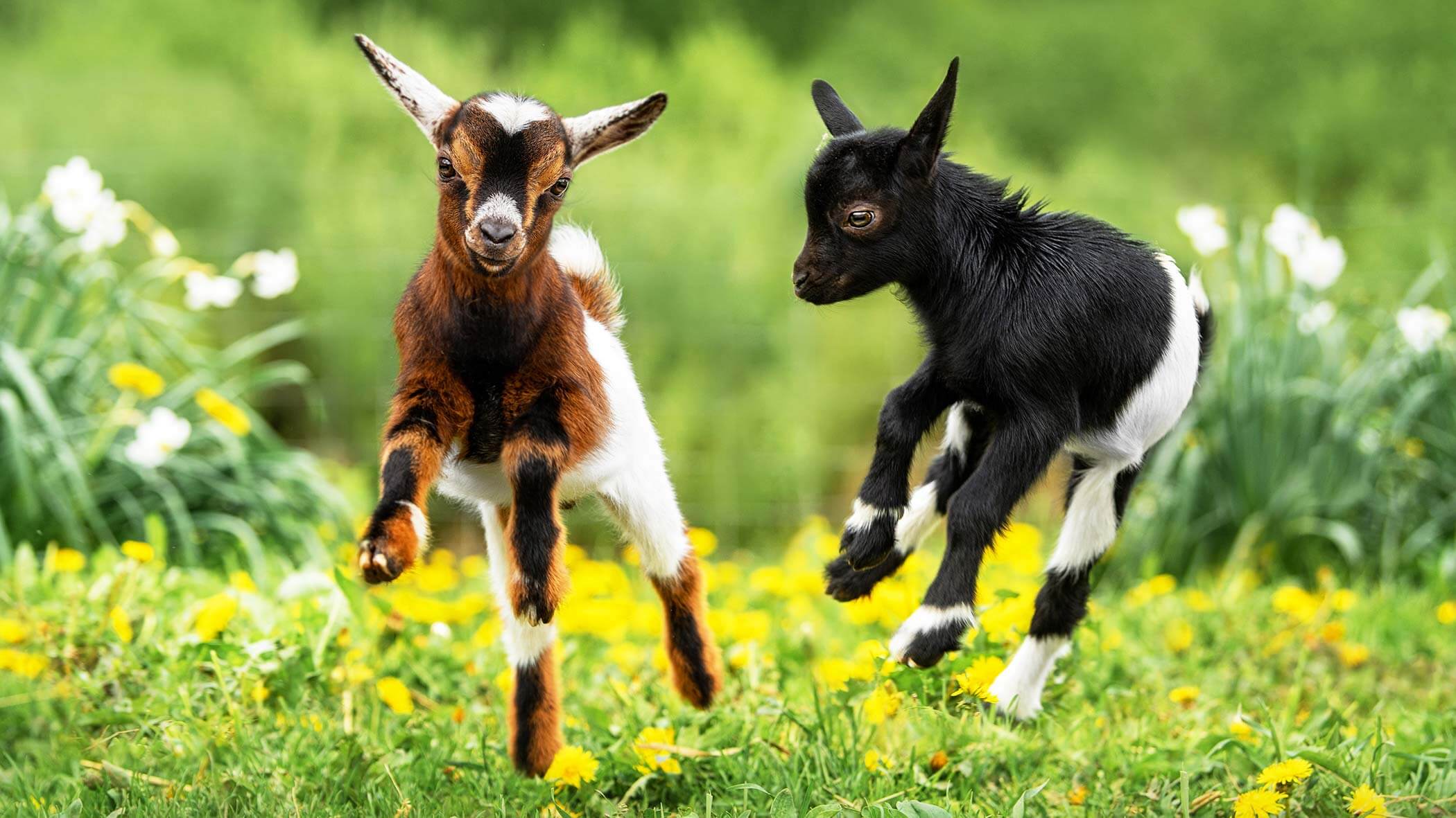 Ziegen im Streichelzoo - Speikboden